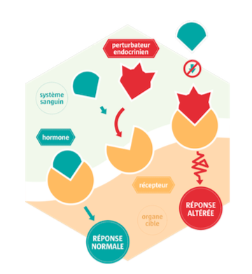 Votre ostéopathe à Paris 3 et Paris 12 : Perturbateurs endocriniens
